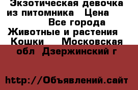Экзотическая девочка из питомника › Цена ­ 25 000 - Все города Животные и растения » Кошки   . Московская обл.,Дзержинский г.